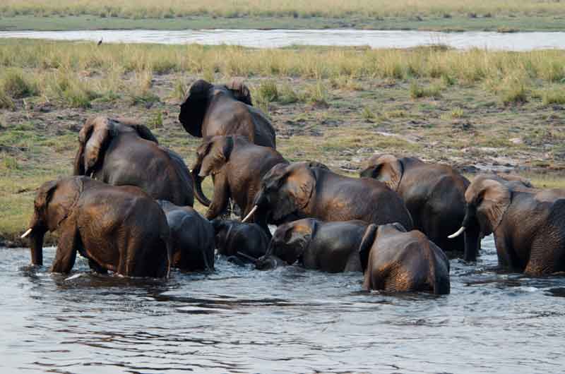 Elefante - parque nacional de Chobe - Botswana - cruzando un rio 6.jpg